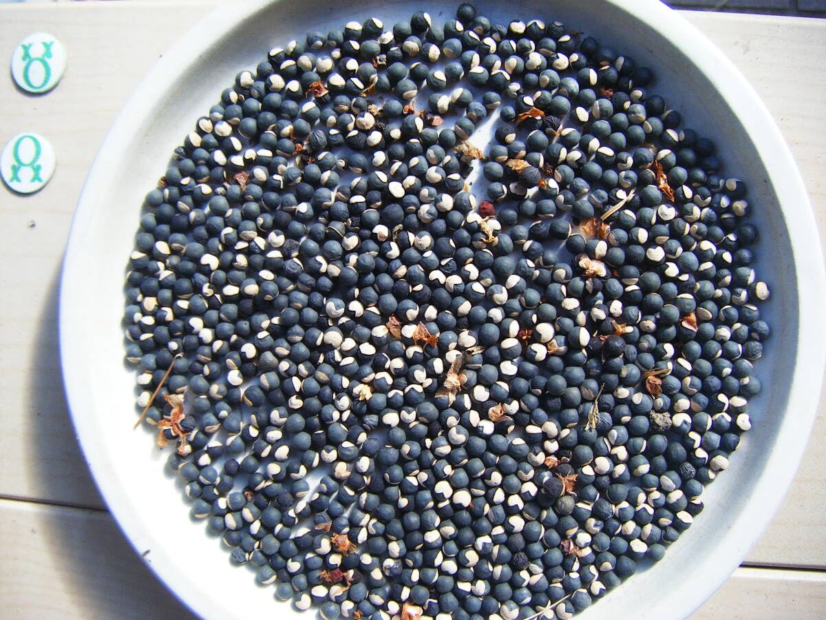 ふうせんかずら種　100粒 Amazon.co.jp: フウセンカズラの種200粒 ふうせんかずら 緑の